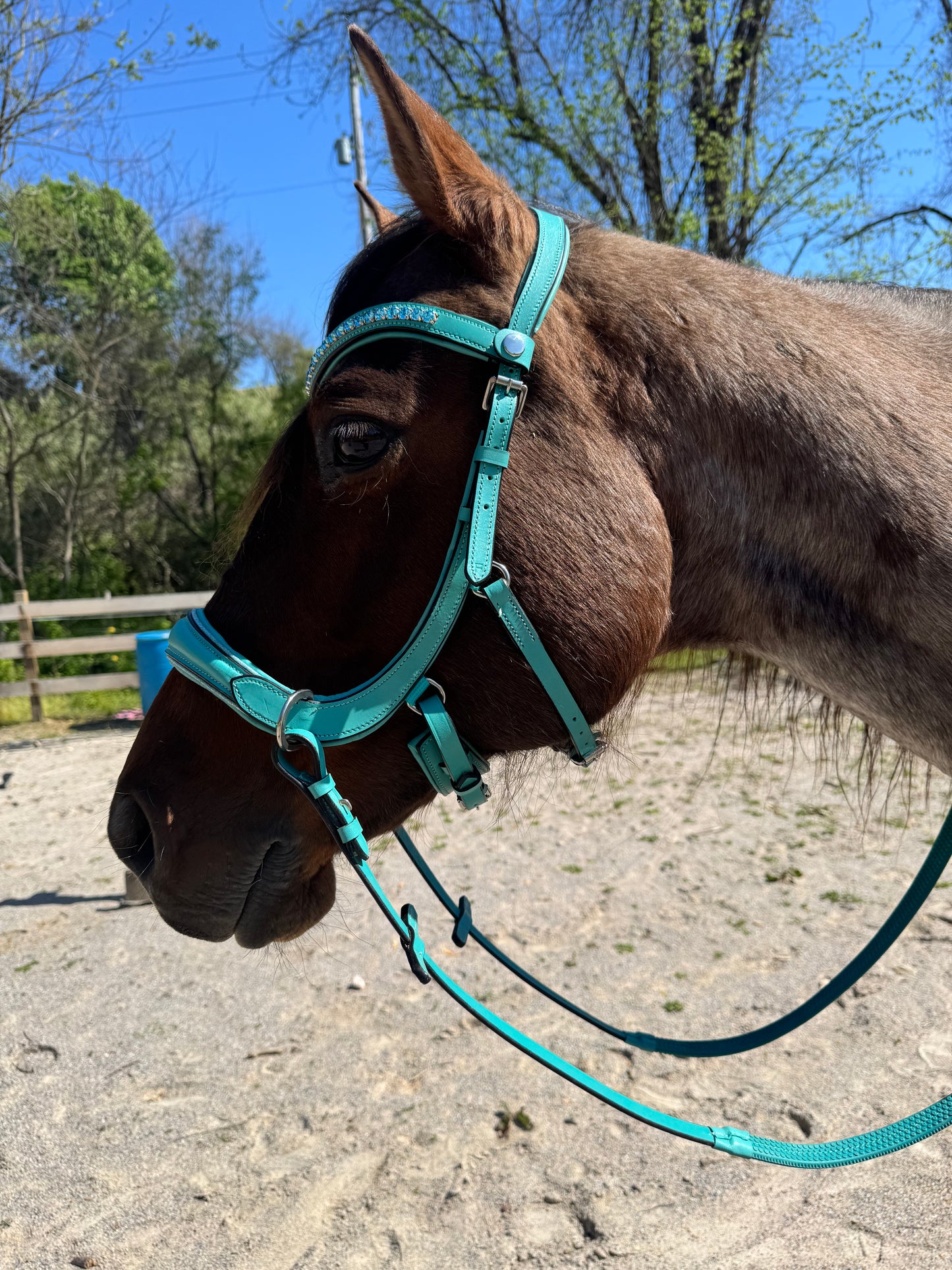 Blue bling bitless English bridle