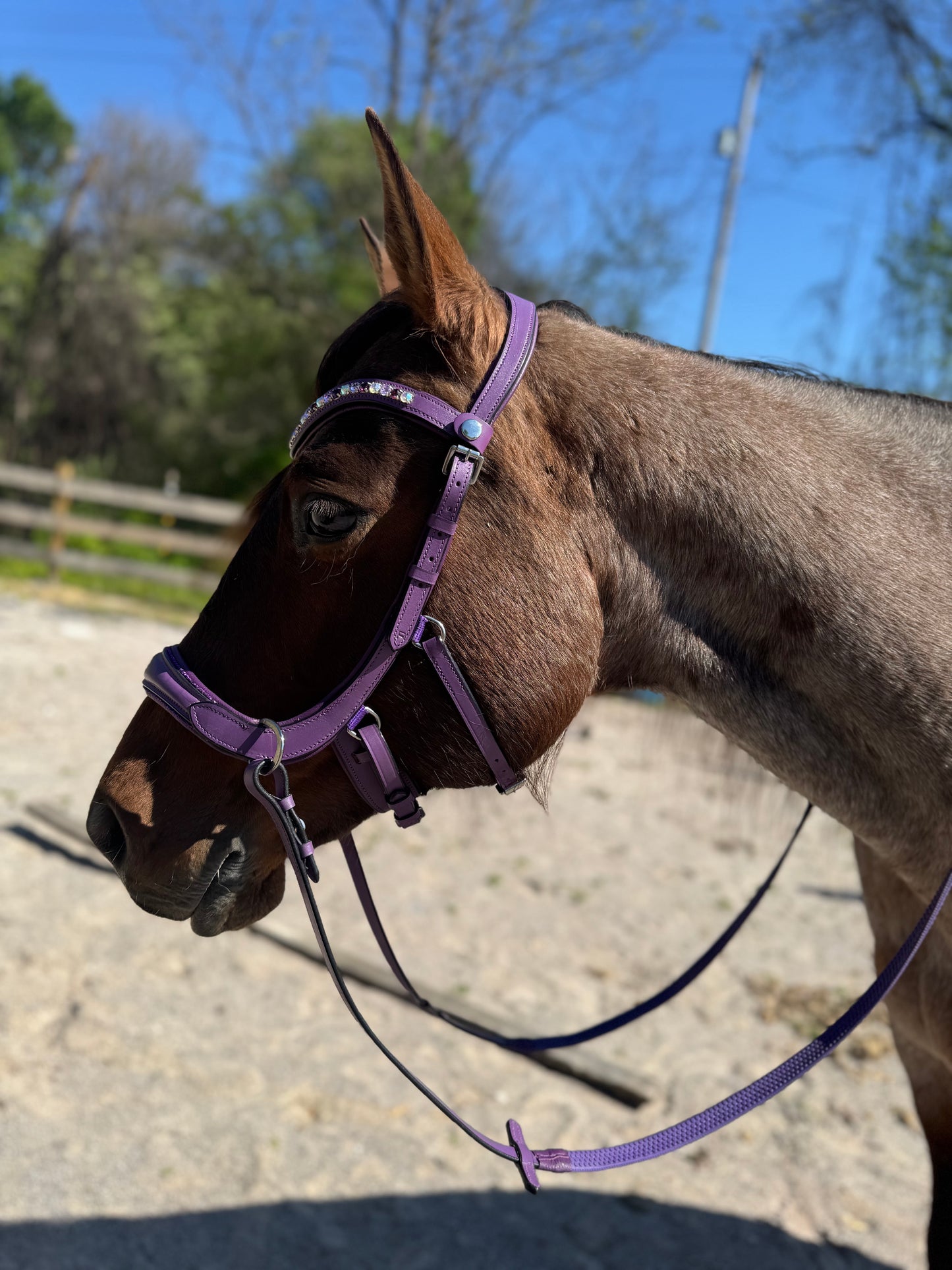 Purple bling bitless English bridle