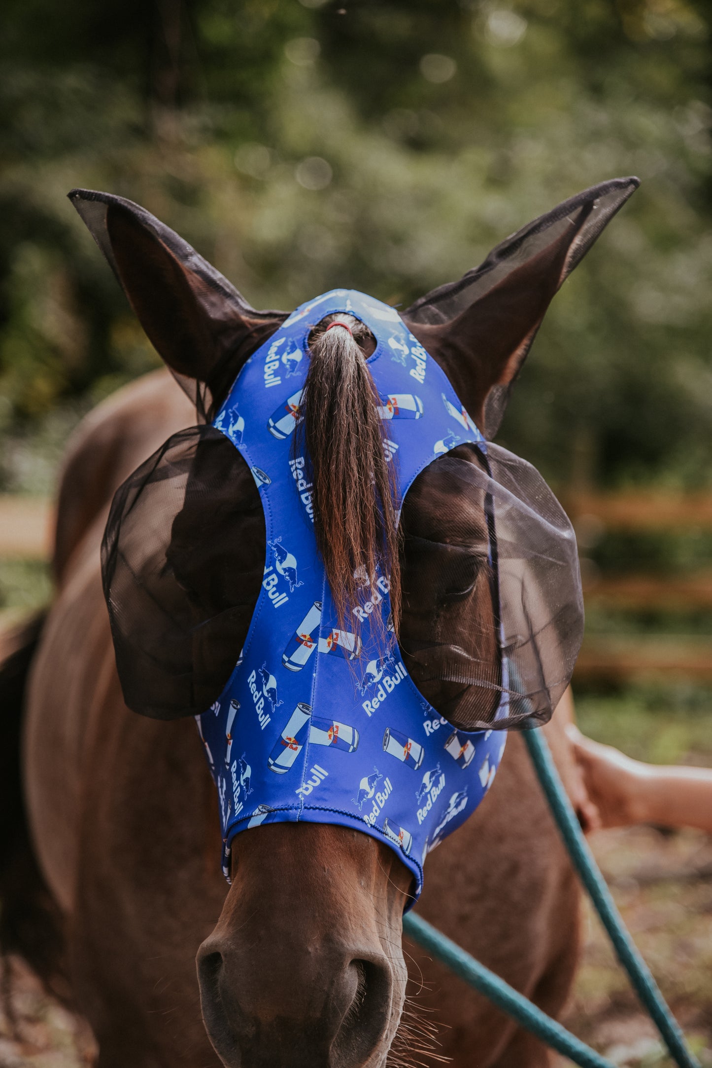 Blue redbull Lycra fly mask