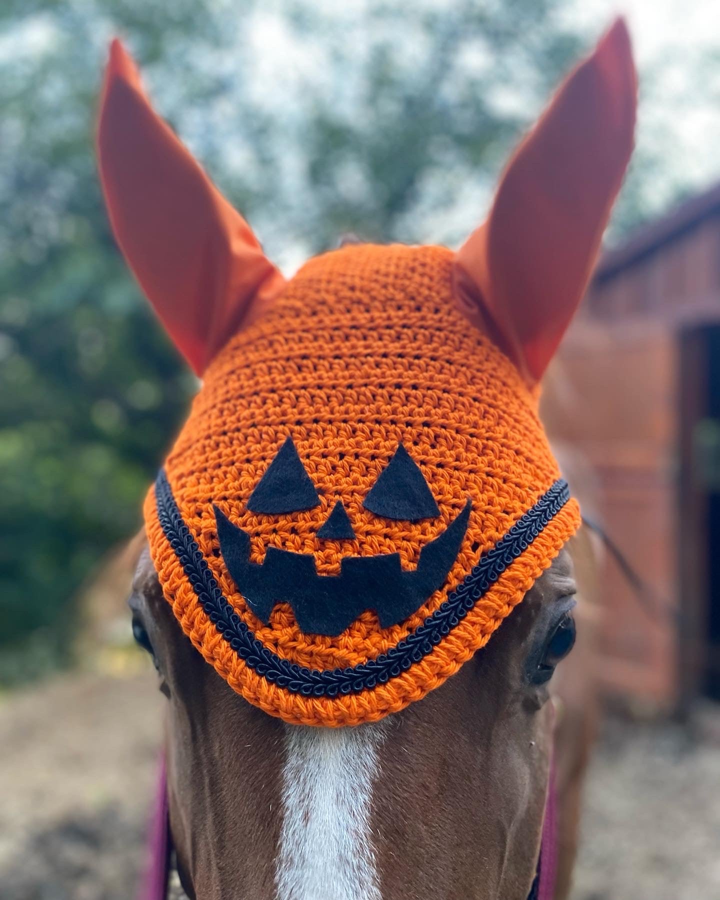 Pumpkin fly bonnet